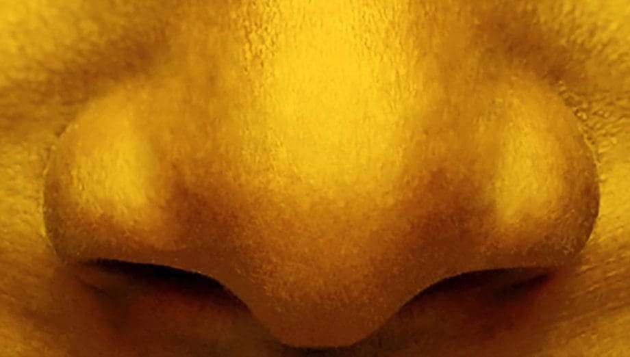 Zlatý nos