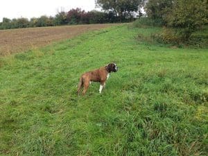 Pepper in Schwaigern am 6. Oktober 2015