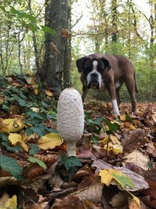 Pepper mit Pils im Stadtwald