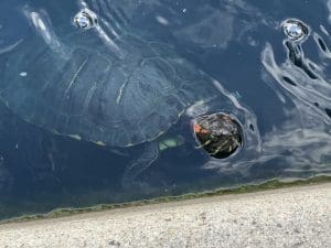 Schildkröten im Teich